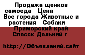 Продажа щенков самоеда › Цена ­ 40 000 - Все города Животные и растения » Собаки   . Приморский край,Спасск-Дальний г.